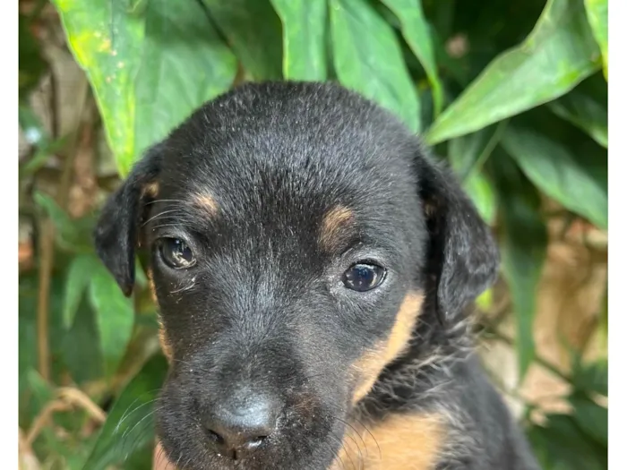 Cachorro raça SRD-ViraLata idade Abaixo de 2 meses nome Nina