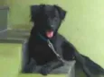 Cachorro raça SRD-ViraLata idade 4 anos nome Chico