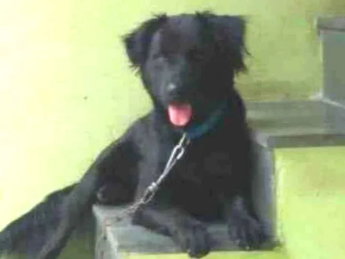 Cachorro raça SRD-ViraLata idade 4 anos nome Chico