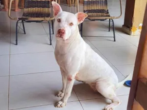 Cachorro raça Pitbull idade 6 ou mais anos nome Bina