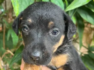 Cachorro raça SRD-ViraLata idade Abaixo de 2 meses nome Nina