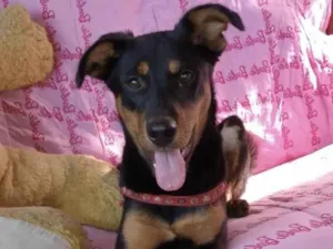 Cachorro raça SRD-ViraLata idade 7 a 11 meses nome Paloma