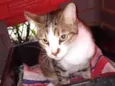 Gatinho