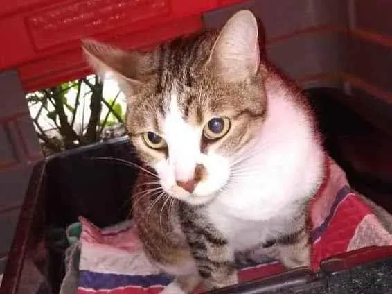 Gato ra a Srd idade 1 ano nome Gatinho