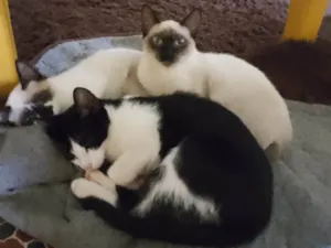 Gato raça  idade 2 a 6 meses nome cat
