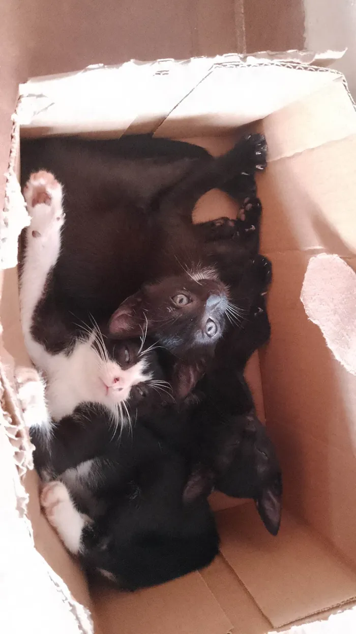 Gato raça  idade 2 a 6 meses nome cat