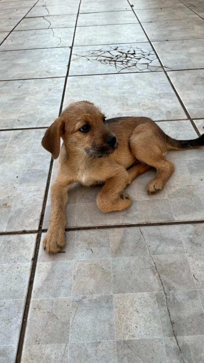 Cachorro ra a Vira lata idade 2 a 6 meses nome Gordo