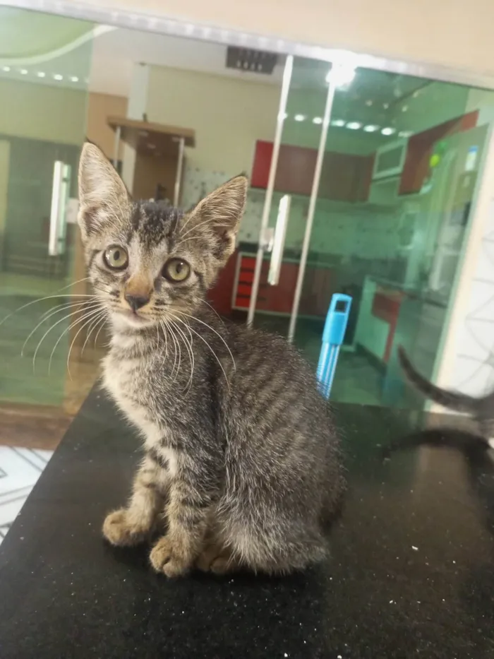 Gato ra a SRD-ViraLata idade 2 a 6 meses nome Gatinha