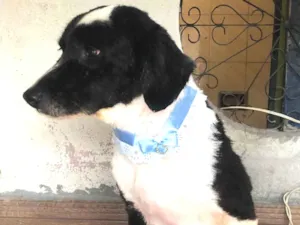 Cachorro raça Mix - Collie idade 3 anos nome CHARLOTE