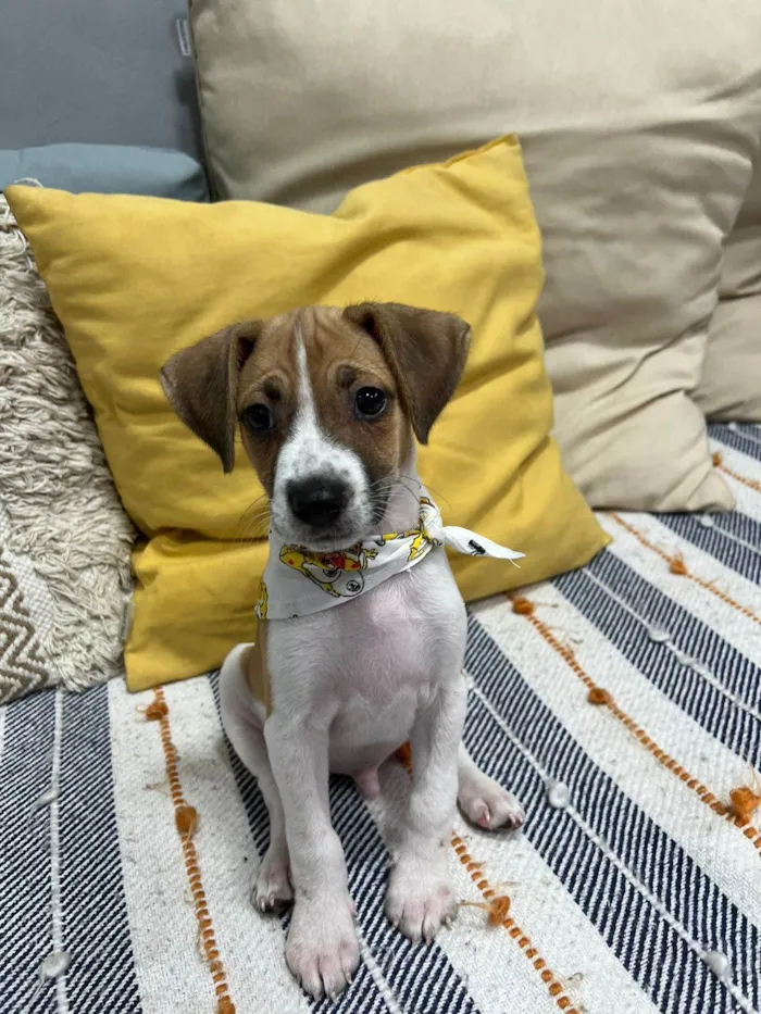 Cachorro ra a SRD-ViraLata idade 2 a 6 meses nome Cookie