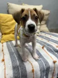 Cookie