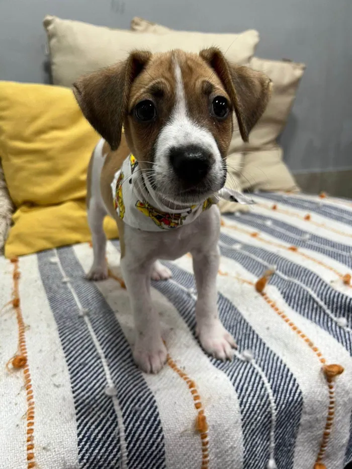 Cachorro ra a SRD-ViraLata idade 2 a 6 meses nome Cookie