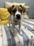 Cookie