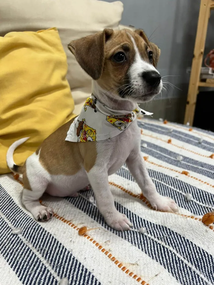 Cachorro ra a SRD-ViraLata idade 2 a 6 meses nome Cookie
