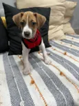 Cookie