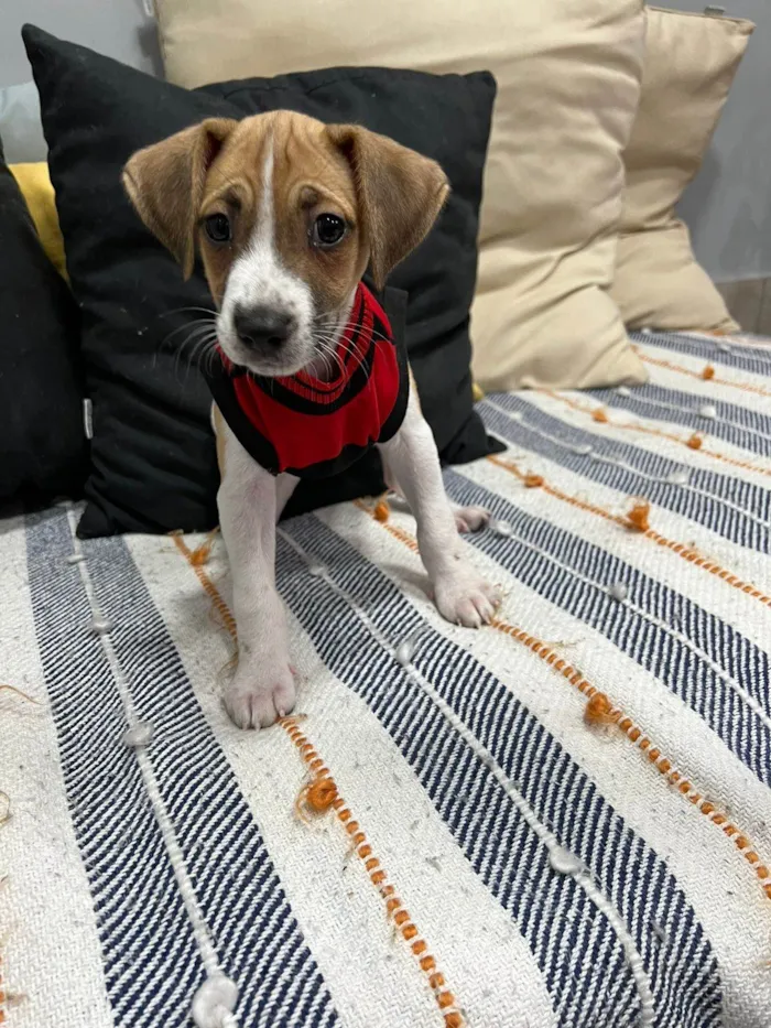 Cachorro ra a SRD-ViraLata idade 2 a 6 meses nome Cookie