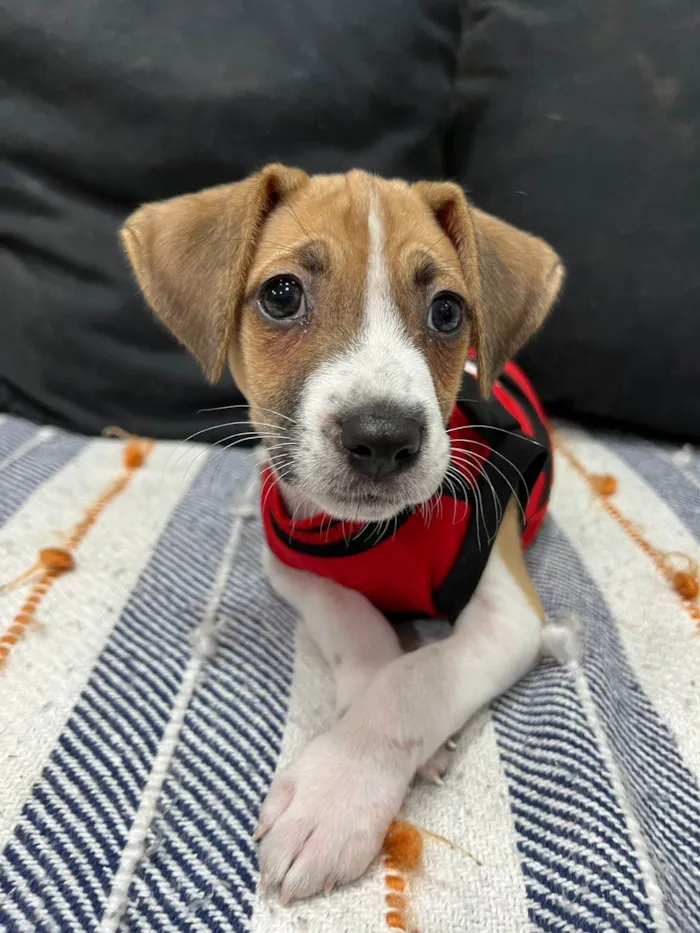 Cachorro ra a SRD-ViraLata idade 2 a 6 meses nome Cookie