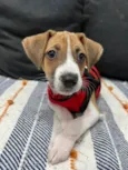 Cookie