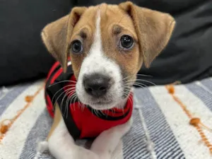 Cachorro raça SRD-ViraLata idade 2 a 6 meses nome Cookie