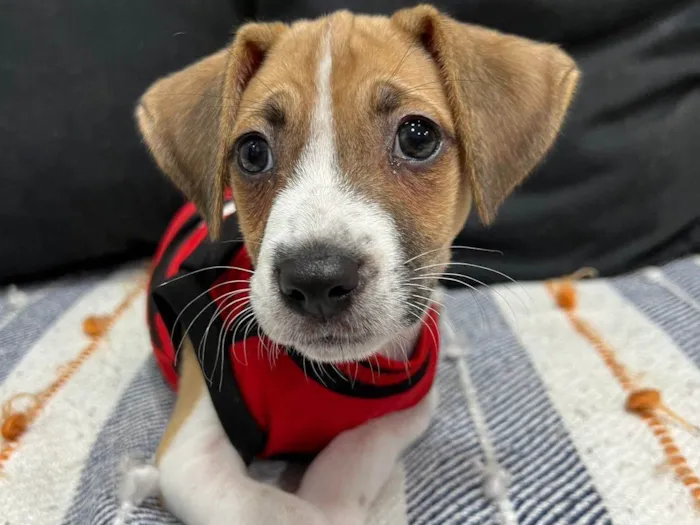 Cachorro ra a SRD-ViraLata idade 2 a 6 meses nome Cookie