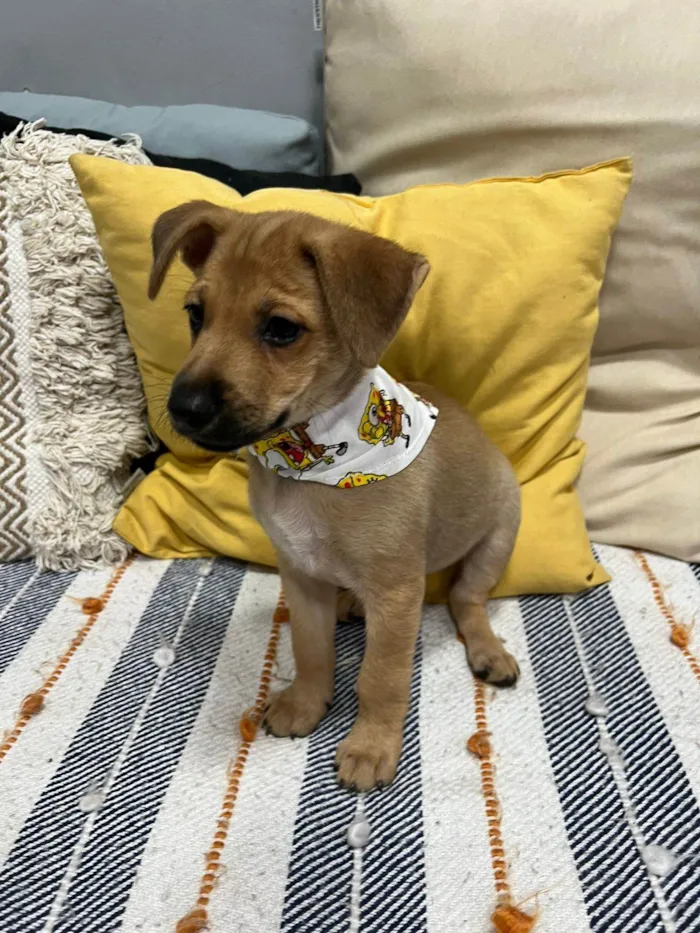 Cachorro ra a SRD-ViraLata idade 2 a 6 meses nome Brownie