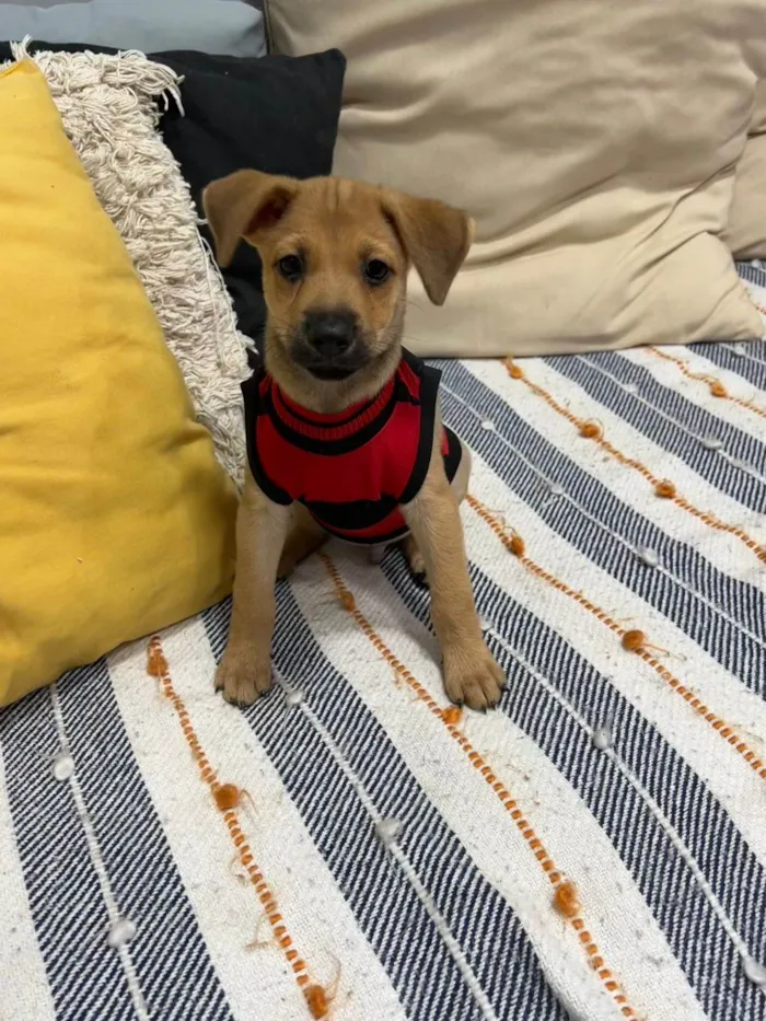 Cachorro ra a SRD-ViraLata idade 2 a 6 meses nome Brownie