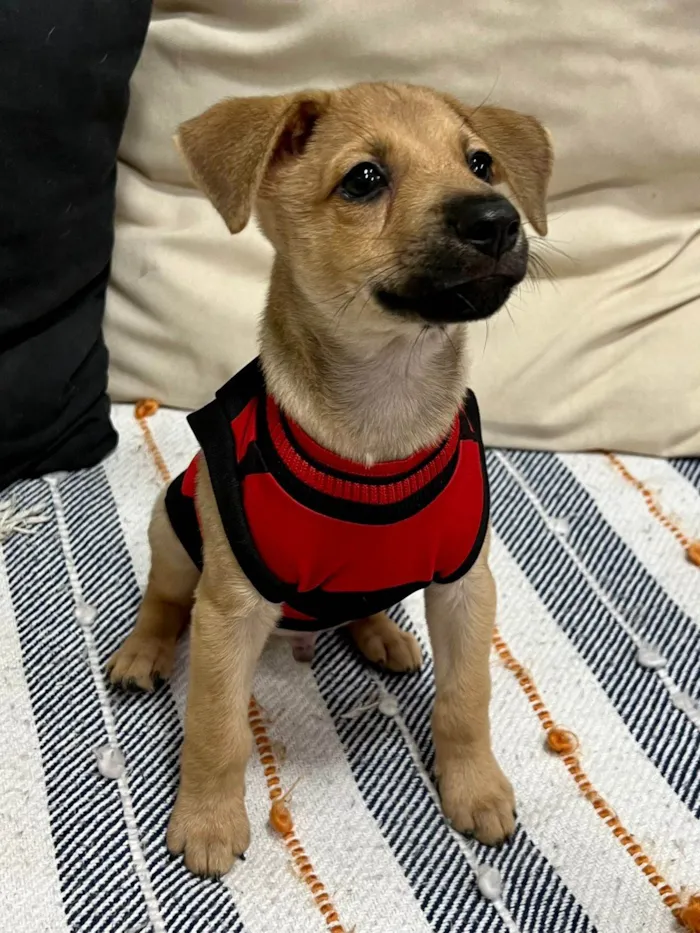 Cachorro ra a SRD-ViraLata idade 2 a 6 meses nome Brownie
