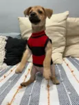Brownie