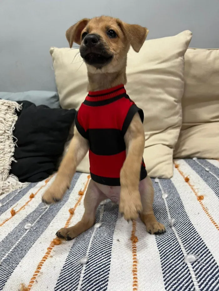 Cachorro ra a SRD-ViraLata idade 2 a 6 meses nome Brownie