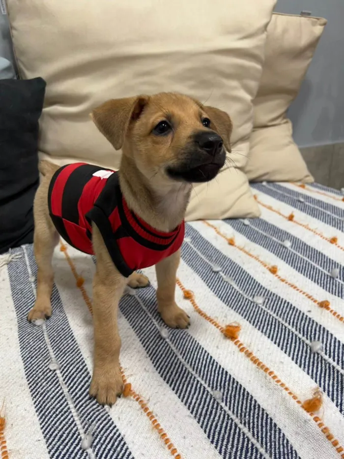 Cachorro ra a SRD-ViraLata idade 2 a 6 meses nome Brownie