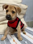 Brownie