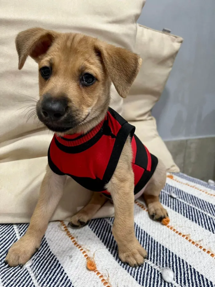 Cachorro ra a SRD-ViraLata idade 2 a 6 meses nome Brownie