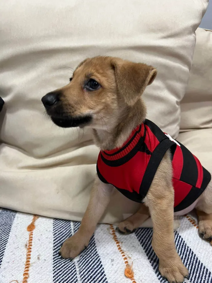 Cachorro ra a SRD-ViraLata idade 2 a 6 meses nome Brownie