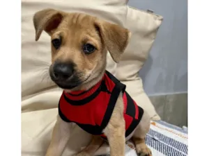 Cachorro raça SRD-ViraLata idade 2 a 6 meses nome Brownie