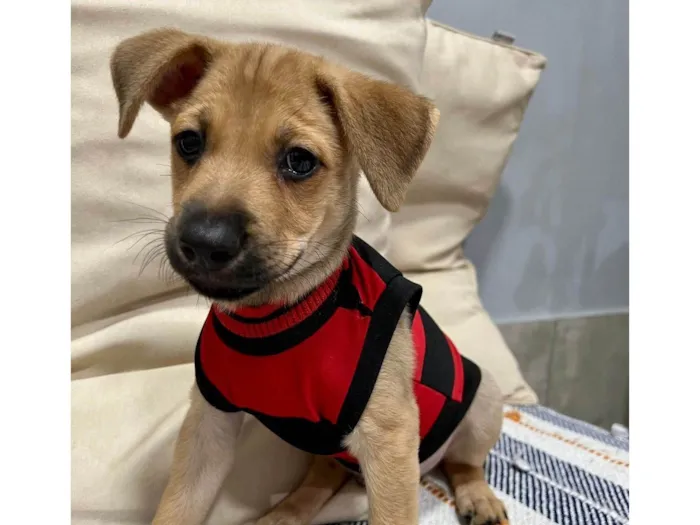 Cachorro ra a SRD-ViraLata idade 2 a 6 meses nome Brownie