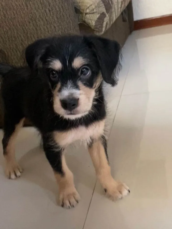 Cachorro ra a SRD-ViraLata idade Abaixo de 2 meses nome Ben