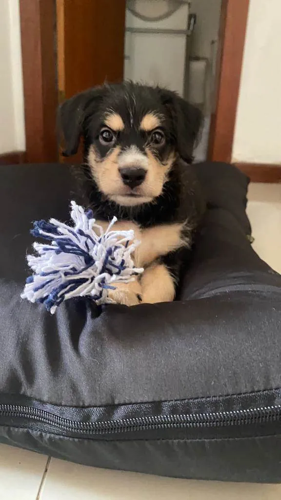 Cachorro ra a SRD-ViraLata idade Abaixo de 2 meses nome Ben