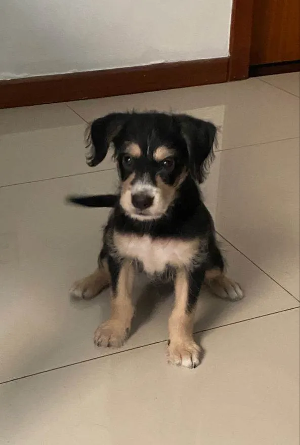 Cachorro ra a SRD-ViraLata idade Abaixo de 2 meses nome Ben