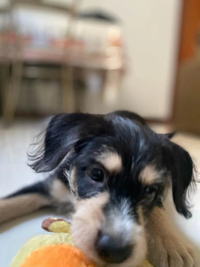 Cachorro ra a SRD-ViraLata idade Abaixo de 2 meses nome Ben