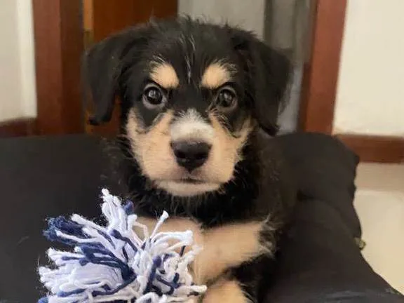 Cachorro ra a SRD-ViraLata idade Abaixo de 2 meses nome Ben