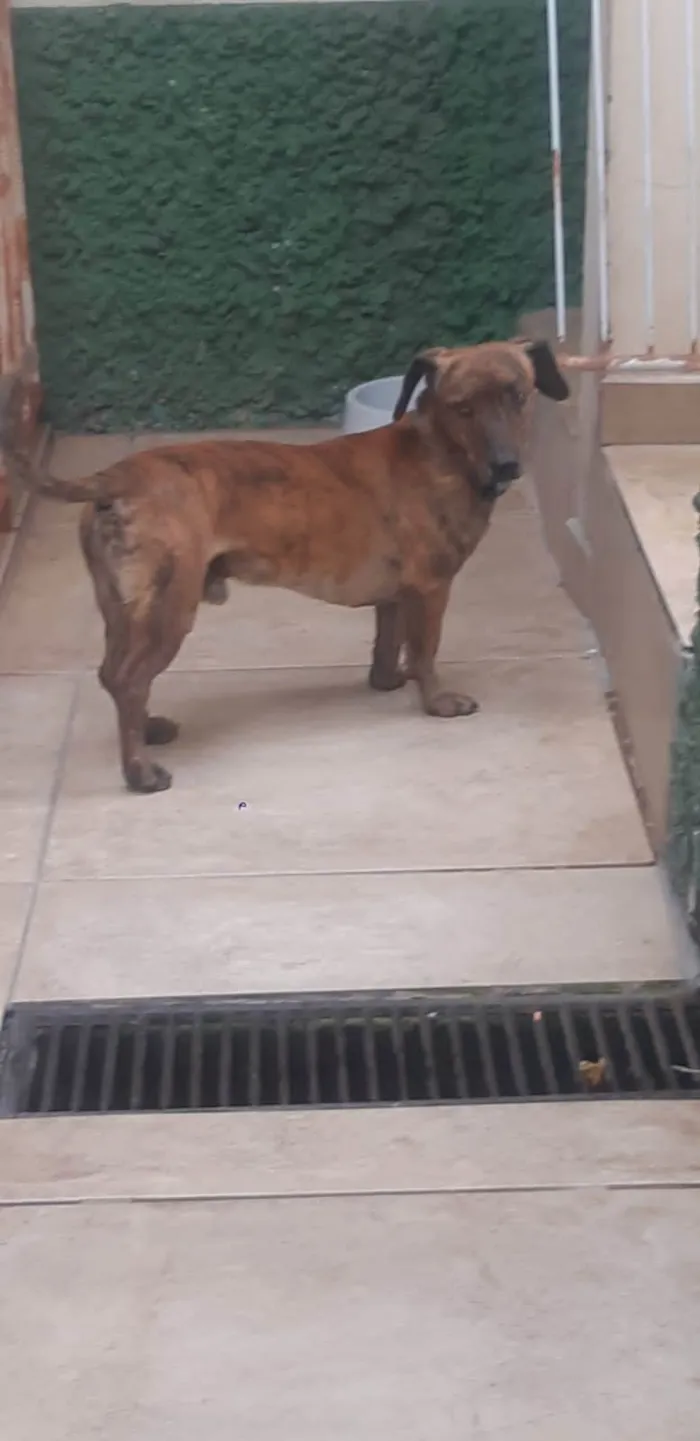 Cachorro ra a SRD-ViraLata idade 4 anos nome Ozzy