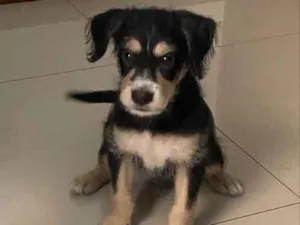 Cachorro raça SRD-ViraLata idade Abaixo de 2 meses nome Ben