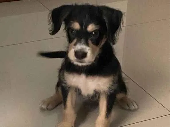 Cachorro ra a SRD-ViraLata idade Abaixo de 2 meses nome Ben