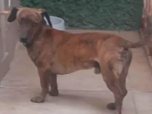 Cachorro raça SRD-ViraLata idade 4 anos nome Ozzy