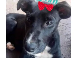 Cachorro raça Mestica  idade 2 a 6 meses nome Rubi 