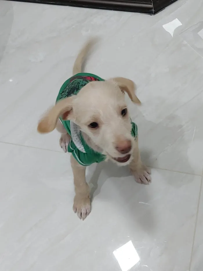 Cachorro ra a SRD-ViraLata idade 2 a 6 meses nome Duque