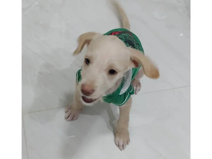 Cachorro ra a SRD-ViraLata idade 2 a 6 meses nome Duque