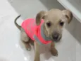Duquesa / belinha