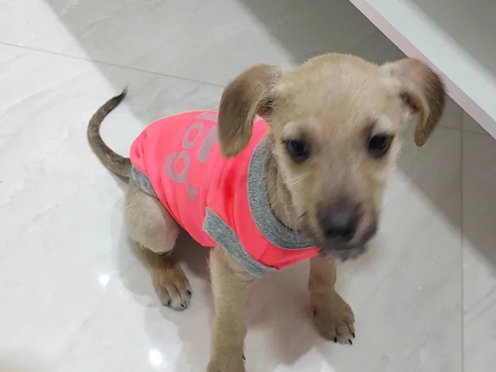 Cachorro ra a SRD-ViraLata idade 2 a 6 meses nome Duquesa / belinha