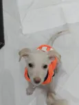 Duquesa / belinha